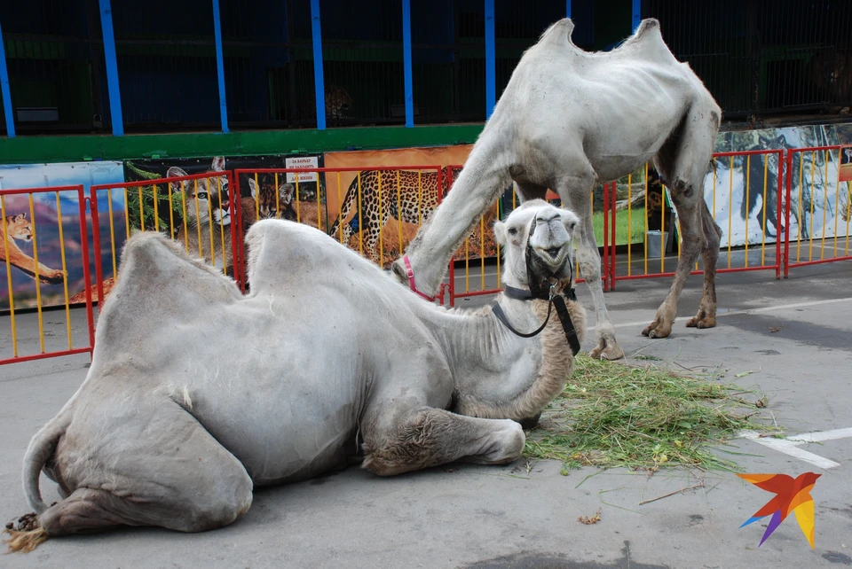 Мы были уверены, что верблюд умер». В Рязани сняли видео о шокирующих  условиях содержания животных в передвижном зверинце - KP.RU