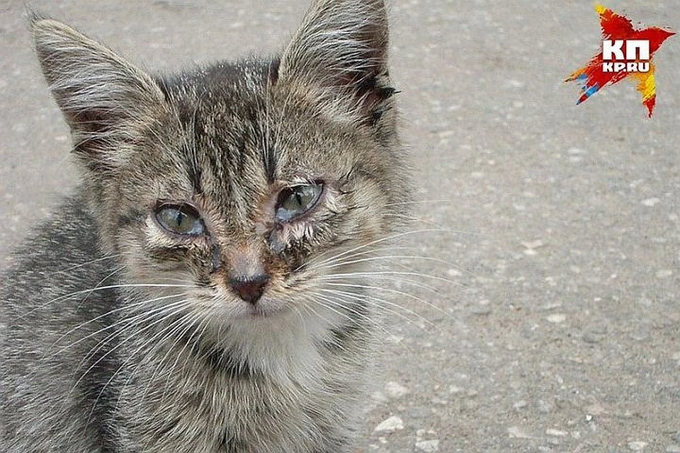 В Удорском районе неизвестные жестоко расправились над котенком