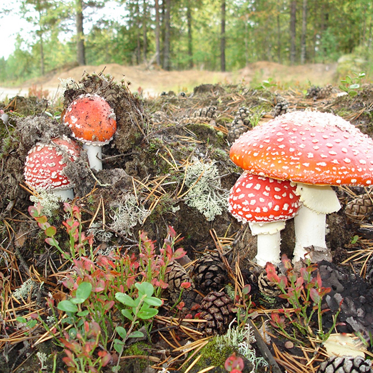 Ядовитые грибы Владимирской области мухомор