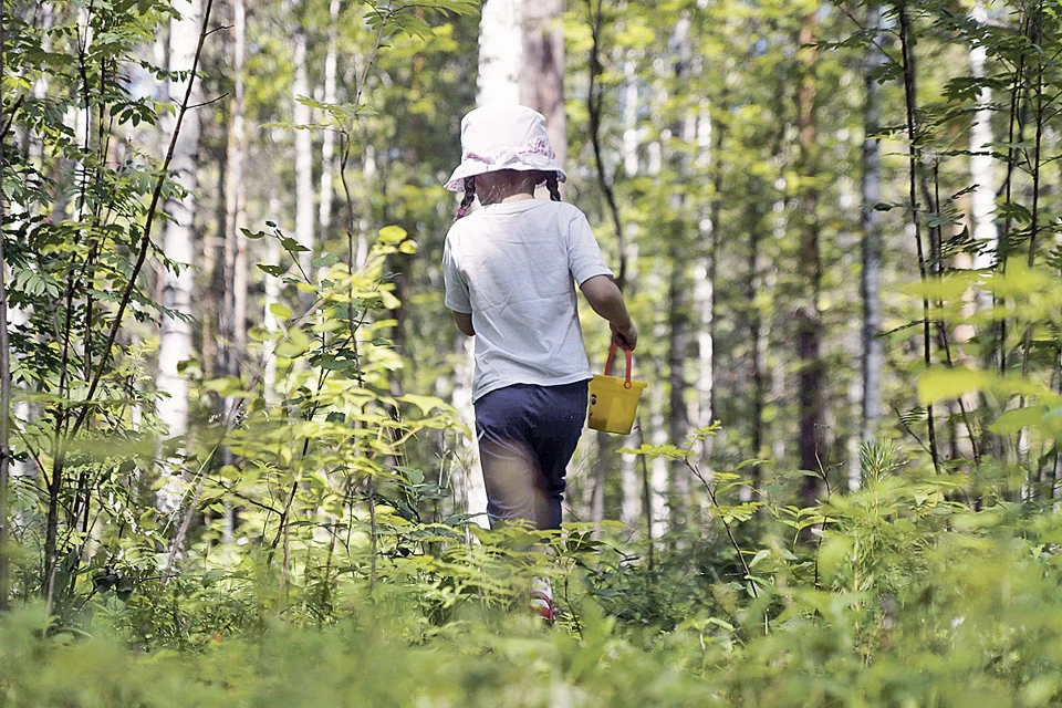 Дети не единственная группа риска: ежегодно в лесах теряются тысячи взрослых.