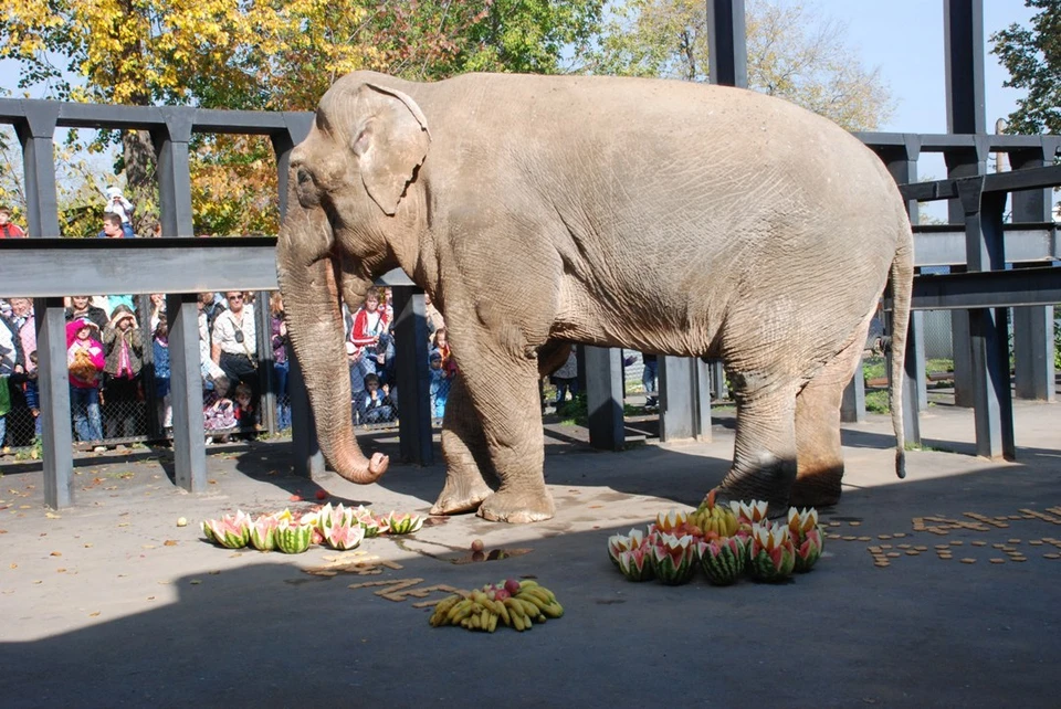 Любимец пермяков слон Джонни умер 7 лет назад.