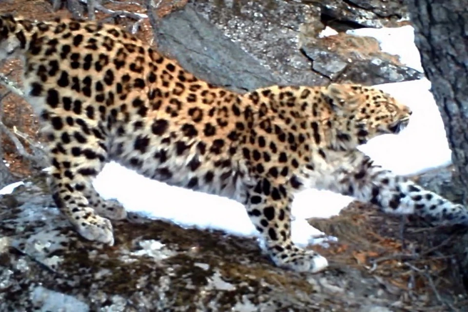 Самцу Стёпе - около пяти лет, и он находится в самом расцвете сил. Фото: leopard-land.ru