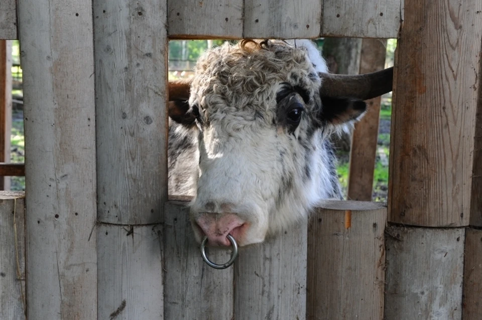 В Хабаровском крае бык рогами проткнул грудь подростку
