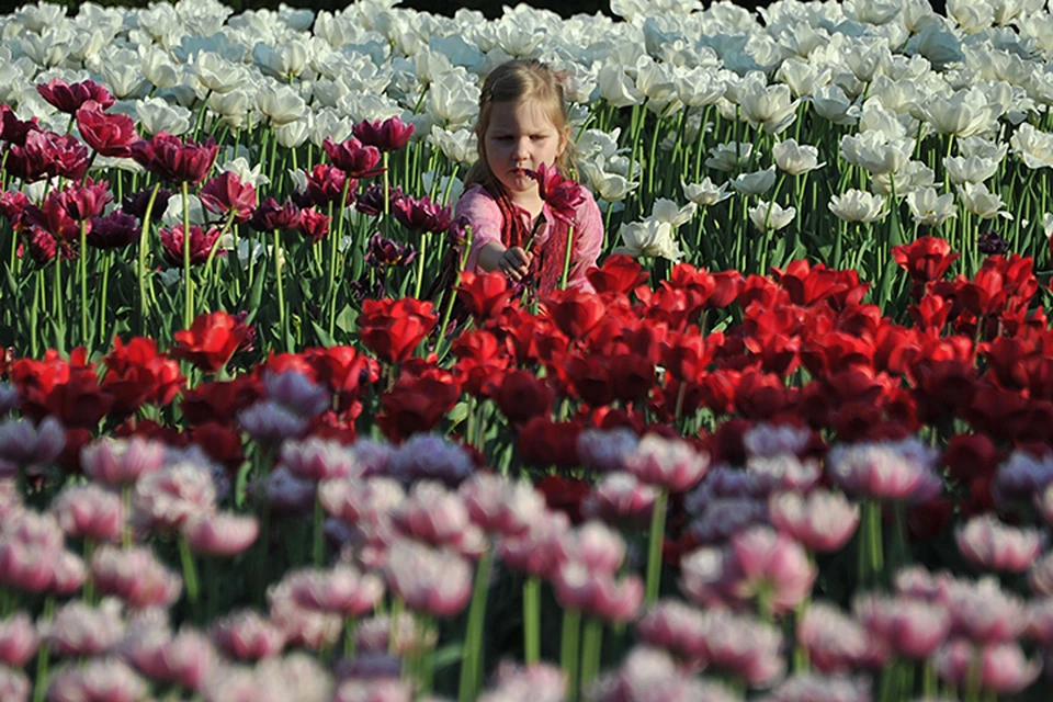 В Москве появятся более 15 тысяч любительских цветников