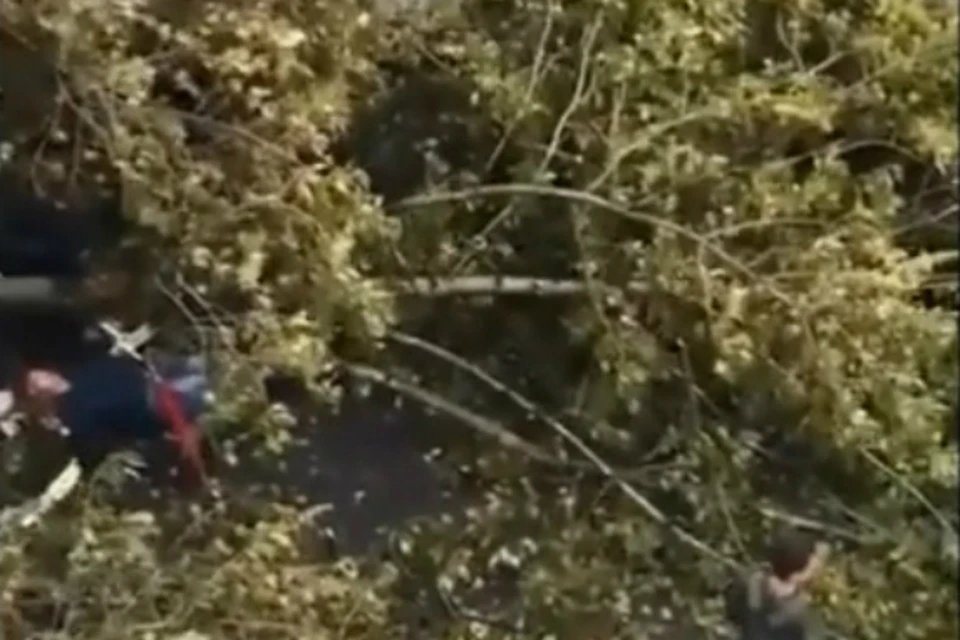 Из-за тайфуна «Джеби» в Ванино на женщину с ребенком упало дерево