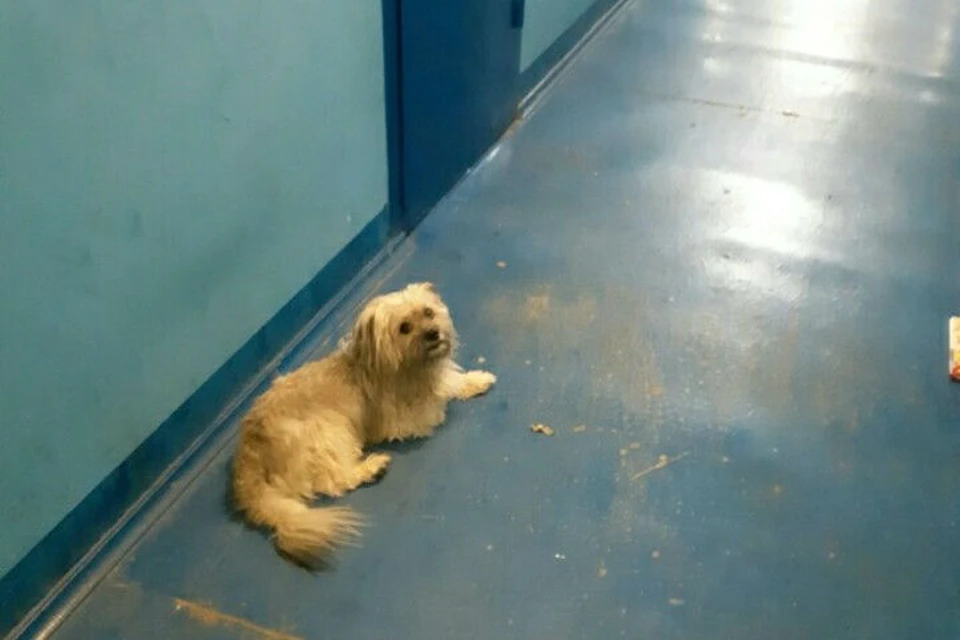 Верная собака неделю просидела возле тела умершего хозяина. Фото: соцсети, группа "ЛапУшки" Красноярск.