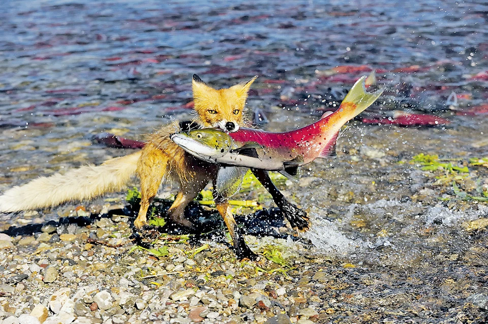 Красной рыбы в этом году хватит на всех. Автор фото: imageBROKER/Thomas SBAMPATO