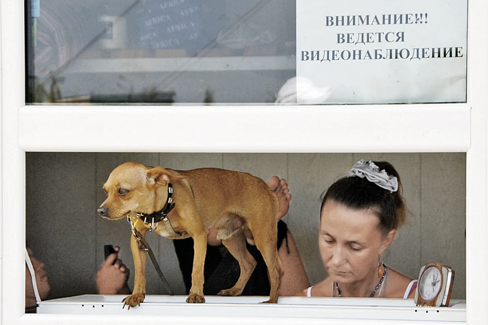 - А вы к кому, гражданочка? Предъявите лапы, уши и хвост!
