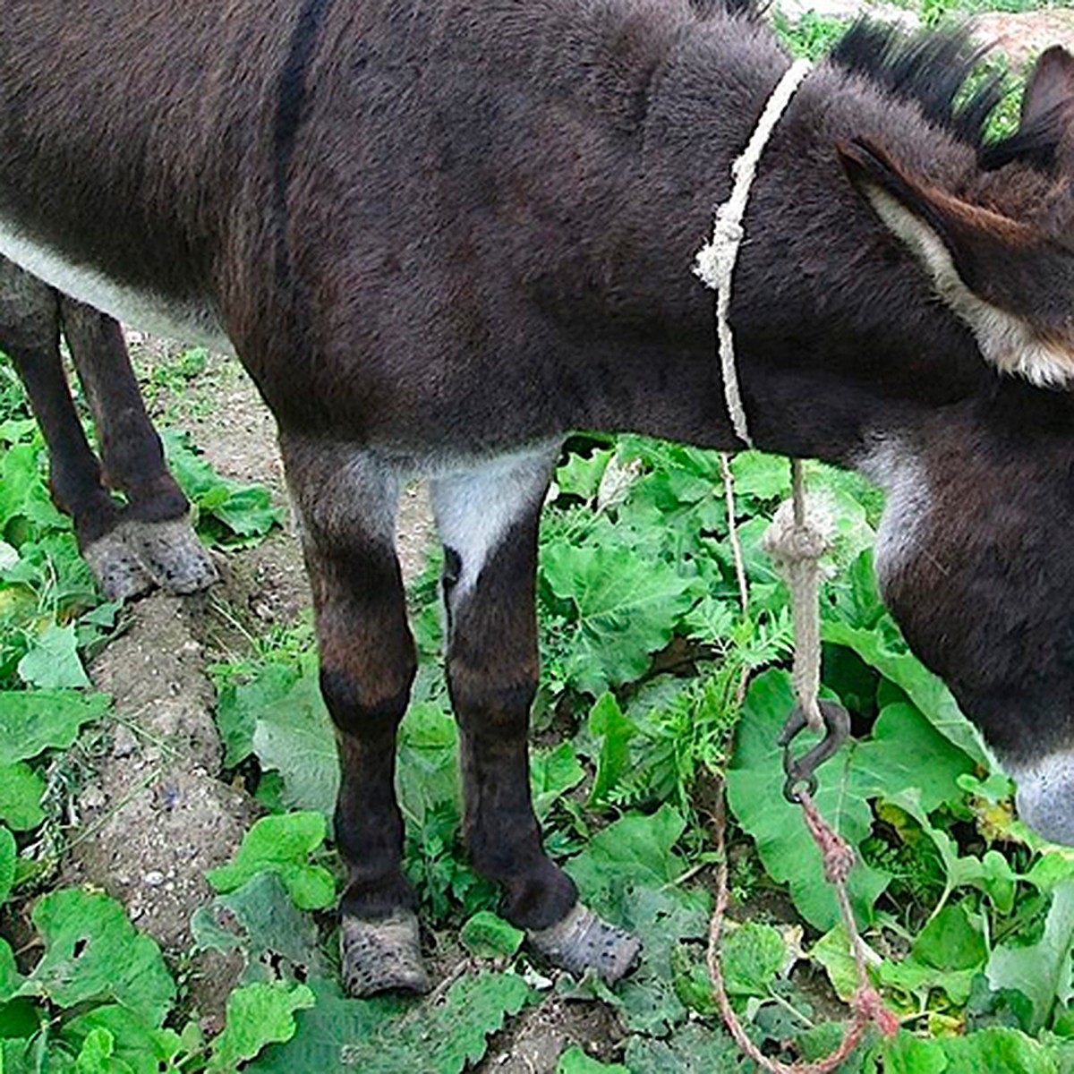 Бедный Иа: Изуродованного ослика освободили из плена мини-зоопарка в  Петербурге - KP.RU