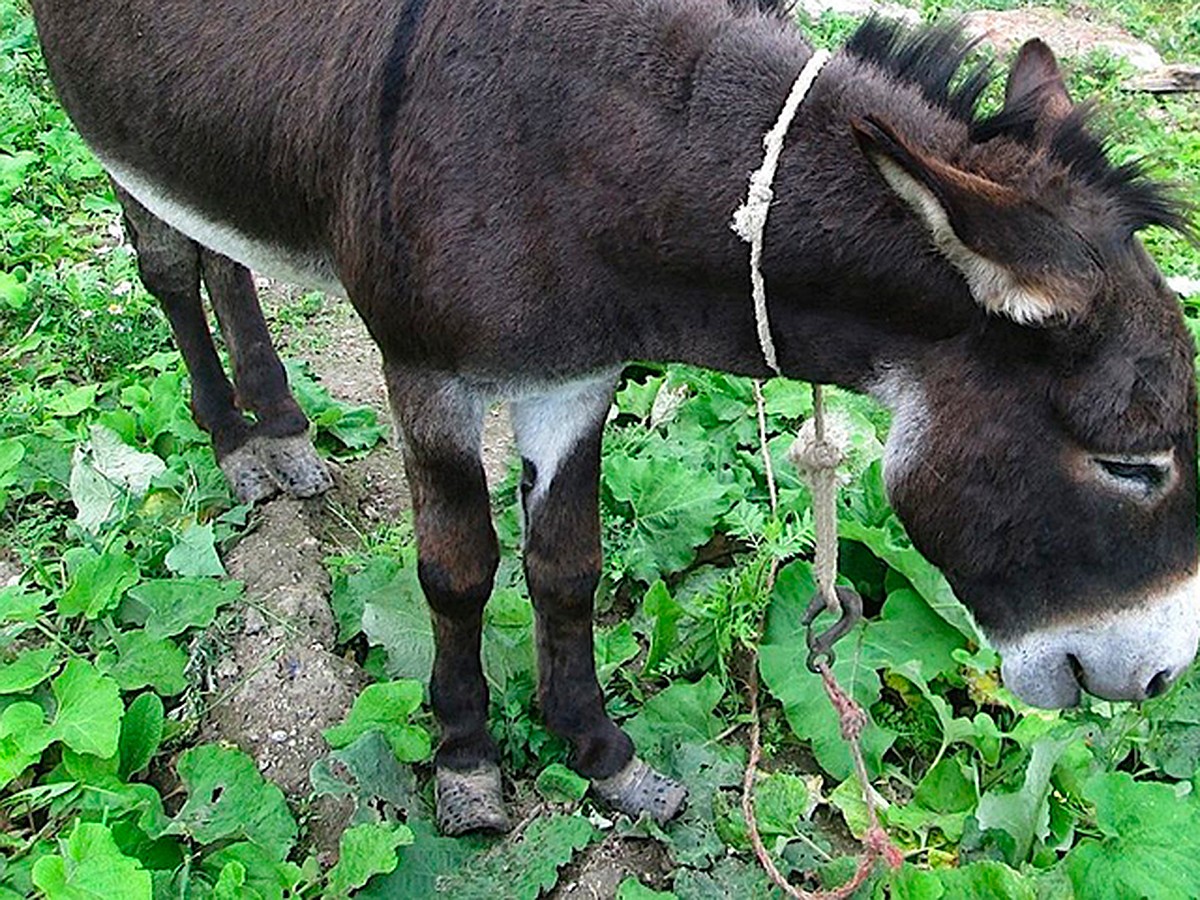 Бедный Иа: Изуродованного ослика освободили из плена мини-зоопарка в  Петербурге - KP.RU