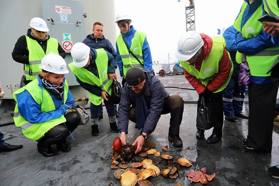 «Терминал Астафьева» совместно с ДВО РАН разработал программу по очистке акватории с помощью... моллюсков.