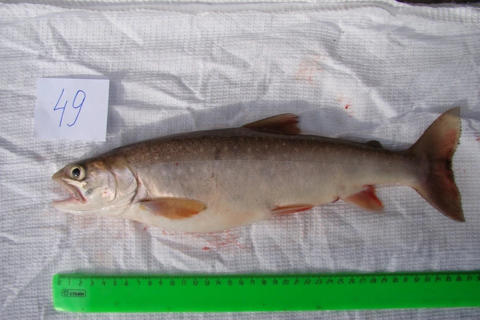 Красноярские ученые выяснили, что самая полезная рыба на земле водится в озерах Таймыра. Фото: сайт СФУ
