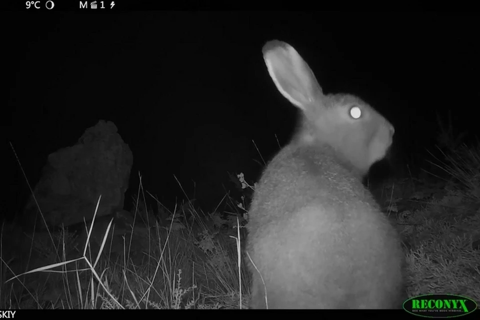 «Трын-траву косили в полночь»: забавные зайцы попались в фотоловушку в Саяно-Шушенском заповеднике. Фото: стоп-кадр видео
