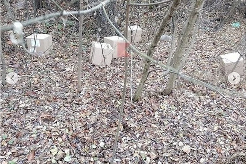Коробки с вакцинами нашли в лесу под Краснодаром. Фото: Типичный Краснодар