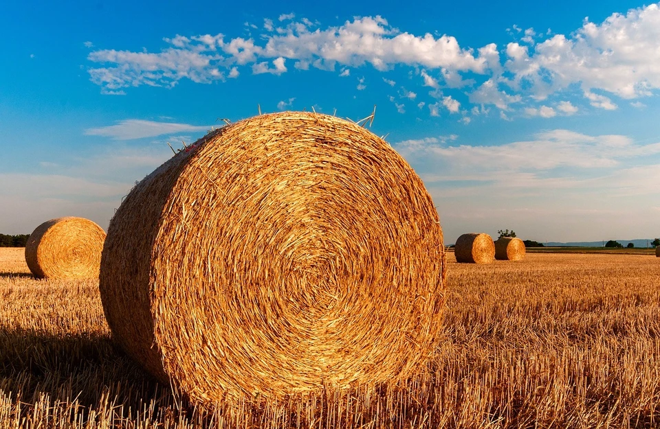 Регион побил рекорды по России по урожайности. Фото - pixabay.com