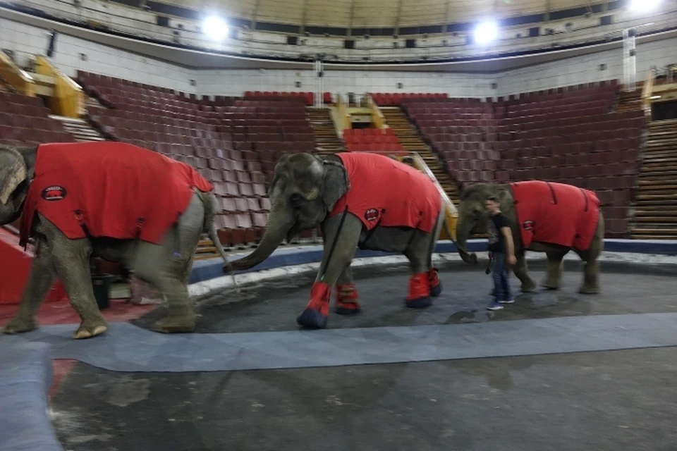 Из-за прохлады в цирке слоны вынуждены ходить в валенках и попонах.