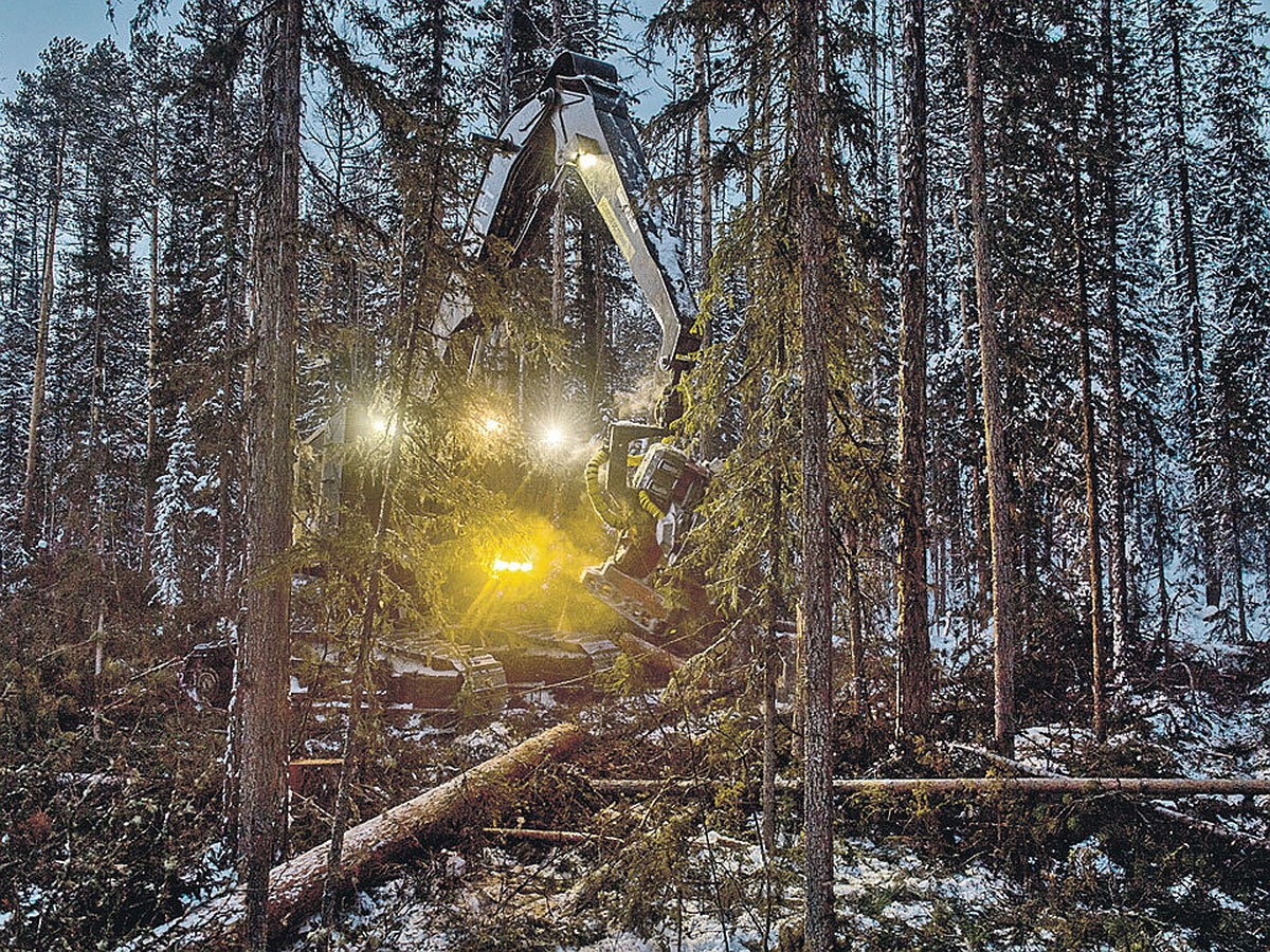 Так кто же вырубает русскую тайгу? Часть 4 расследования «Комсомолки» -  KP.RU