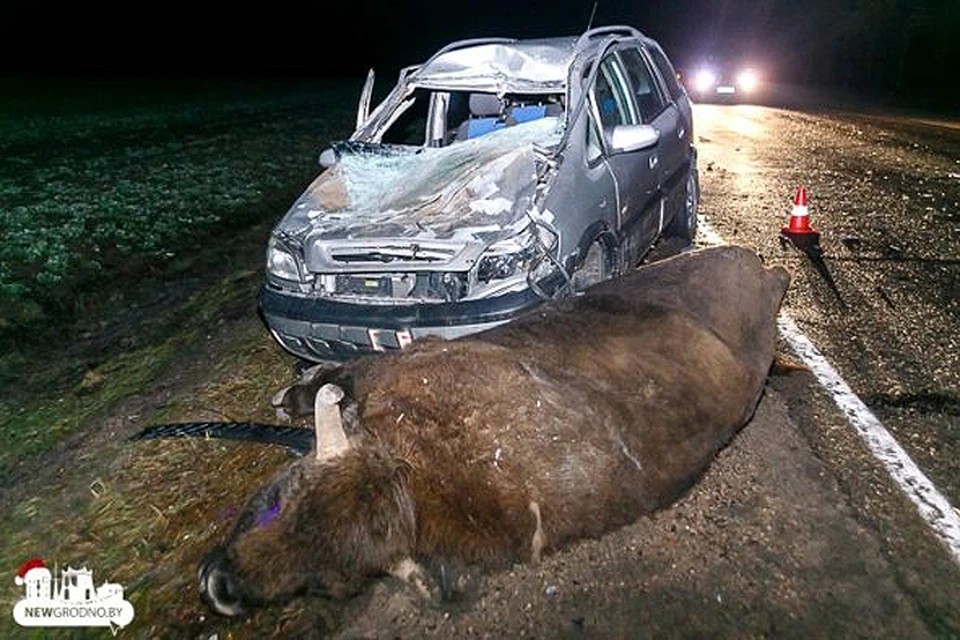 Аварии с животными в последнее время в Беларуси - настоящий страшный сон для водителей, они происходят едва ли не каждую неделю. Фото: newgrodno.by