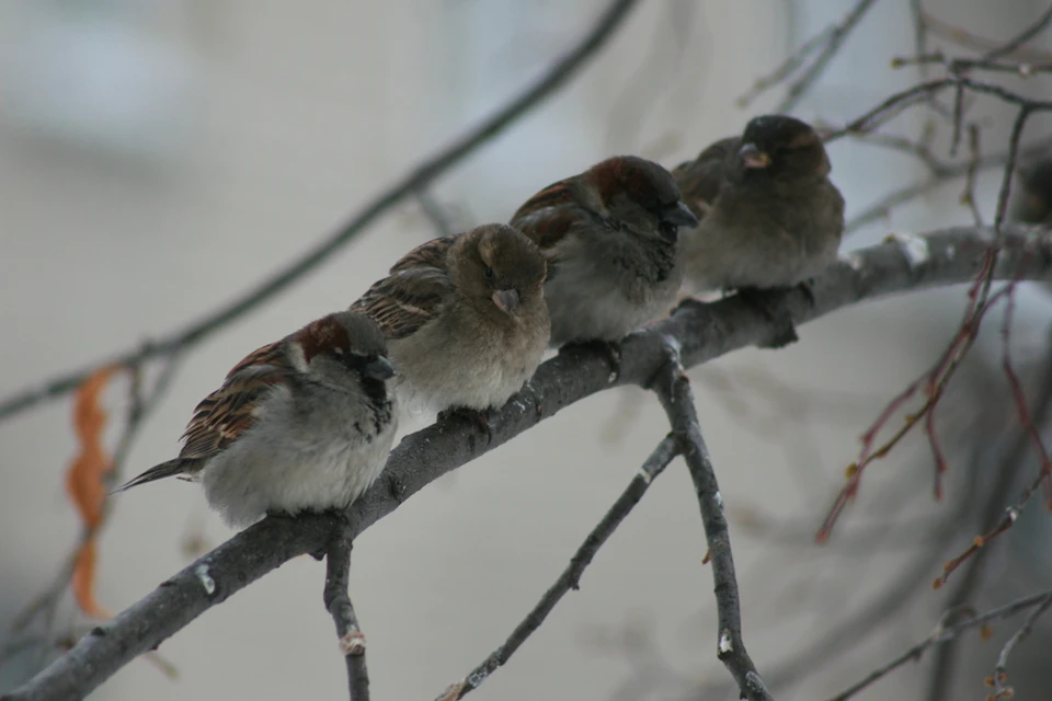 Птицы в Барнауле
