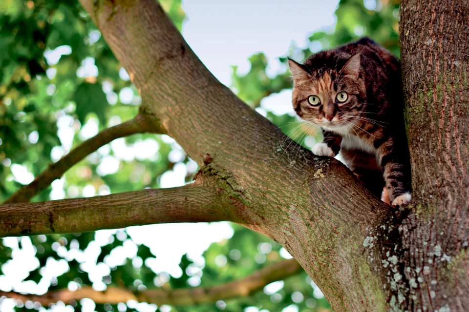 The cat is in the tree