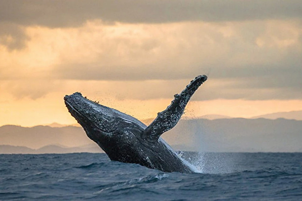 Норвегия продолжает заниматься коммерческим промыслом китовых. Фото: с сайта cryptozoo.ru