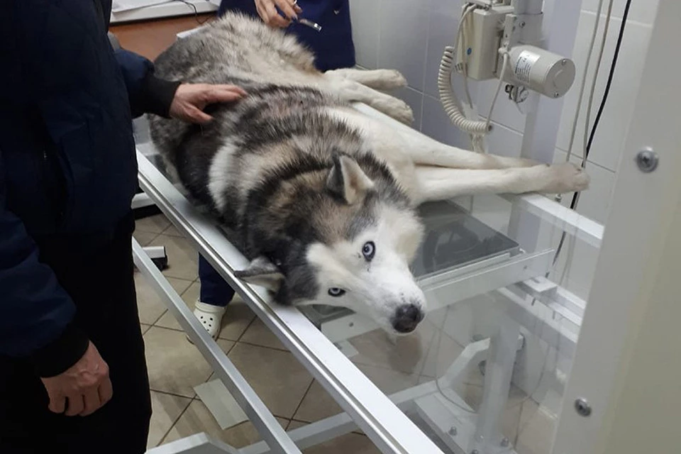 Собаку нашли в районе садоводческого товарищества "Жостовское".