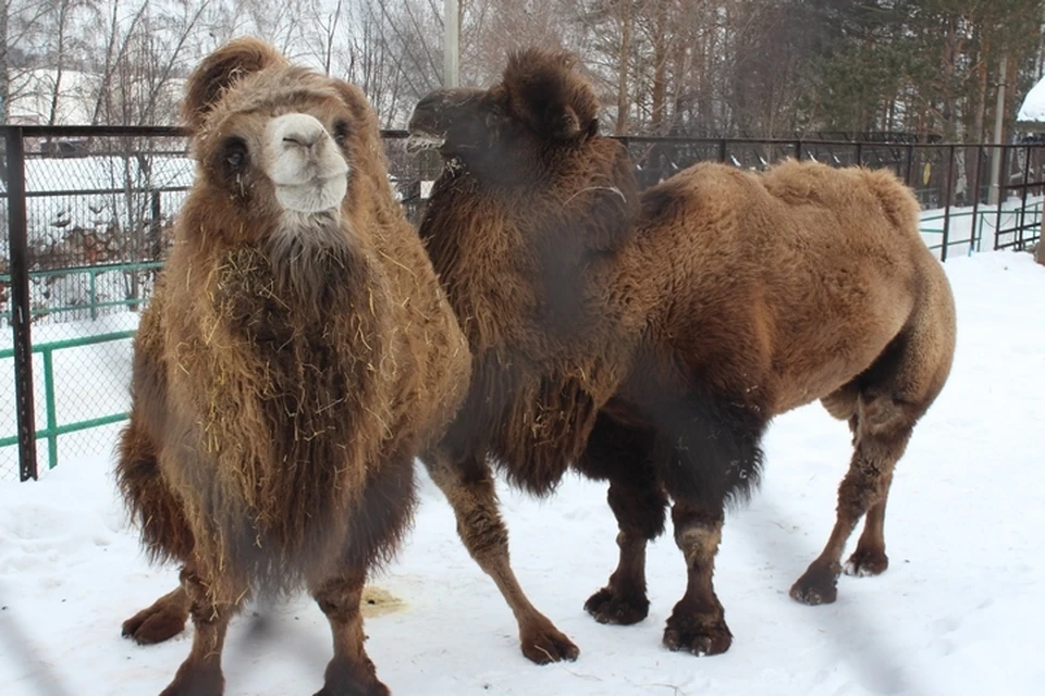В красноярском зоопарке рассказали о влюбленной верблюжьей паре. фото: парк флоры и фауны "Роев ручей"