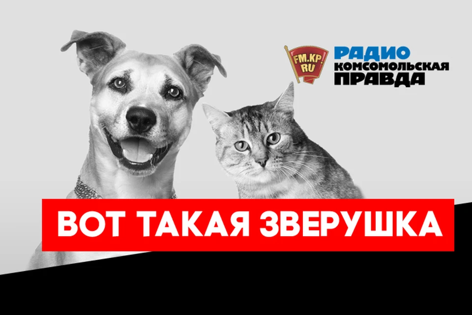 В Москве выбирают лучшую собаку континента