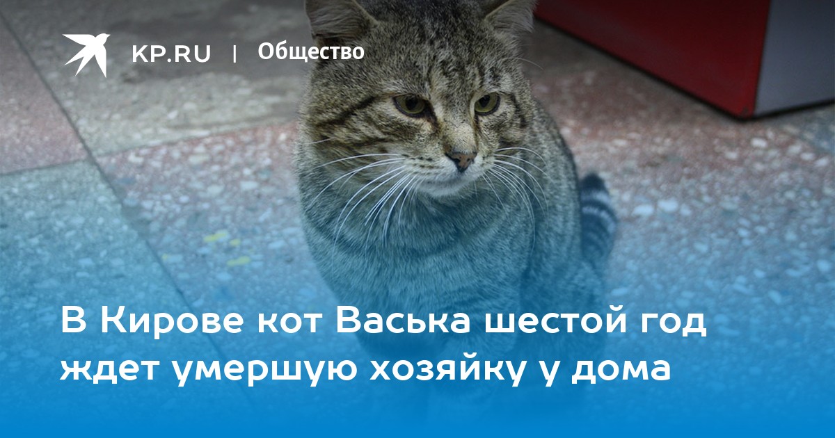 Кот васька уровень