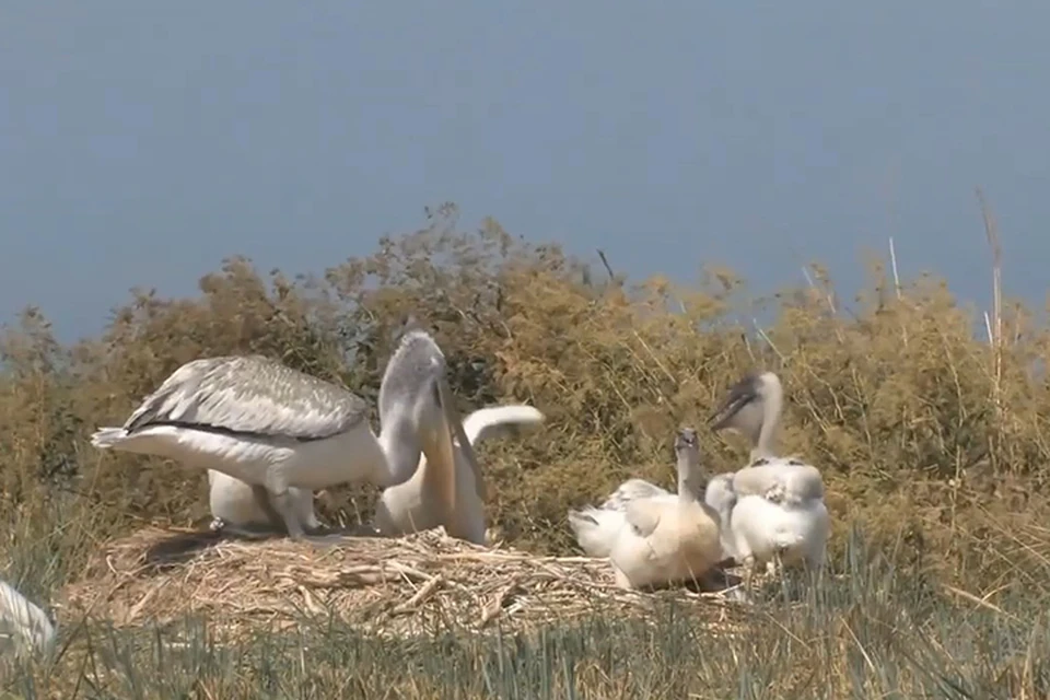 Кудрявый пеликан гнездится в Донбассе
