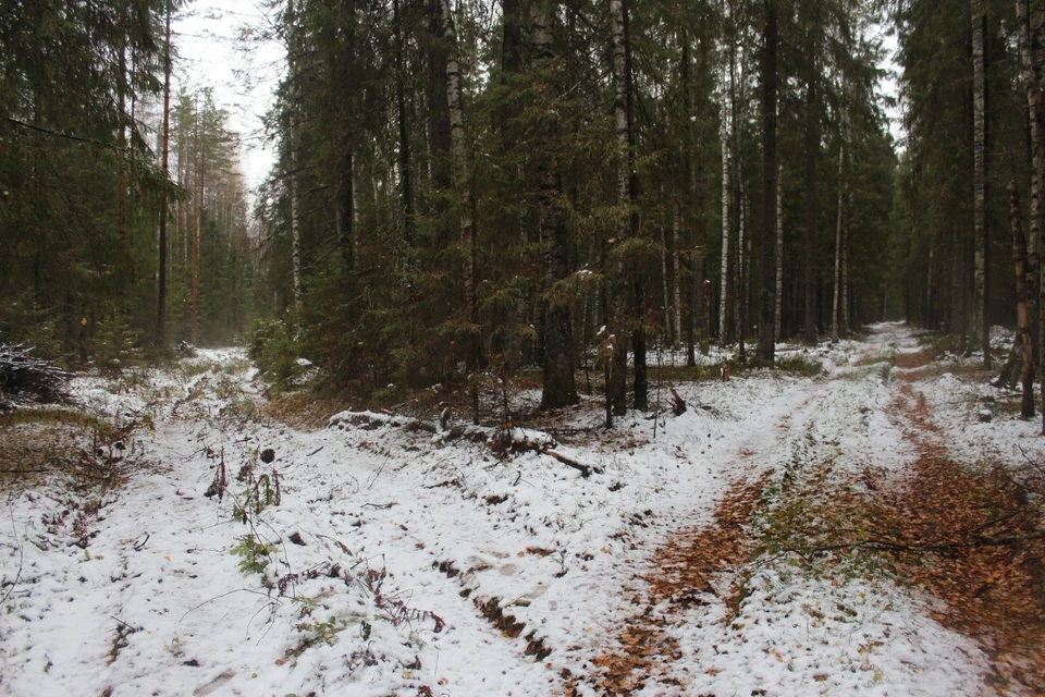 Что делать, если отморозил нос и уши | Саратов 24