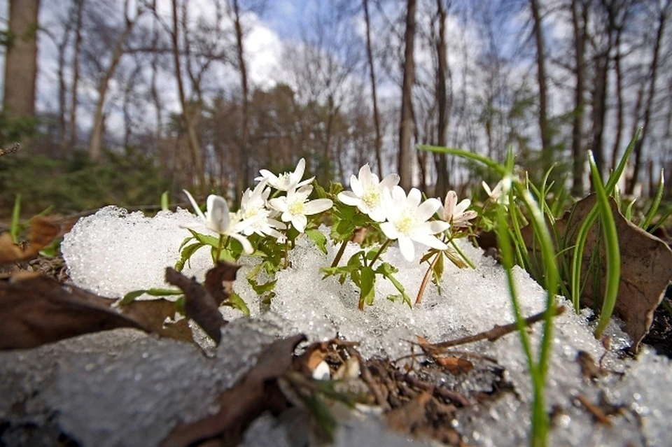 Стало известно, когда в Нижний Новгород придет настоящая весна. ФОТО: Тимур Шарипкулов.
