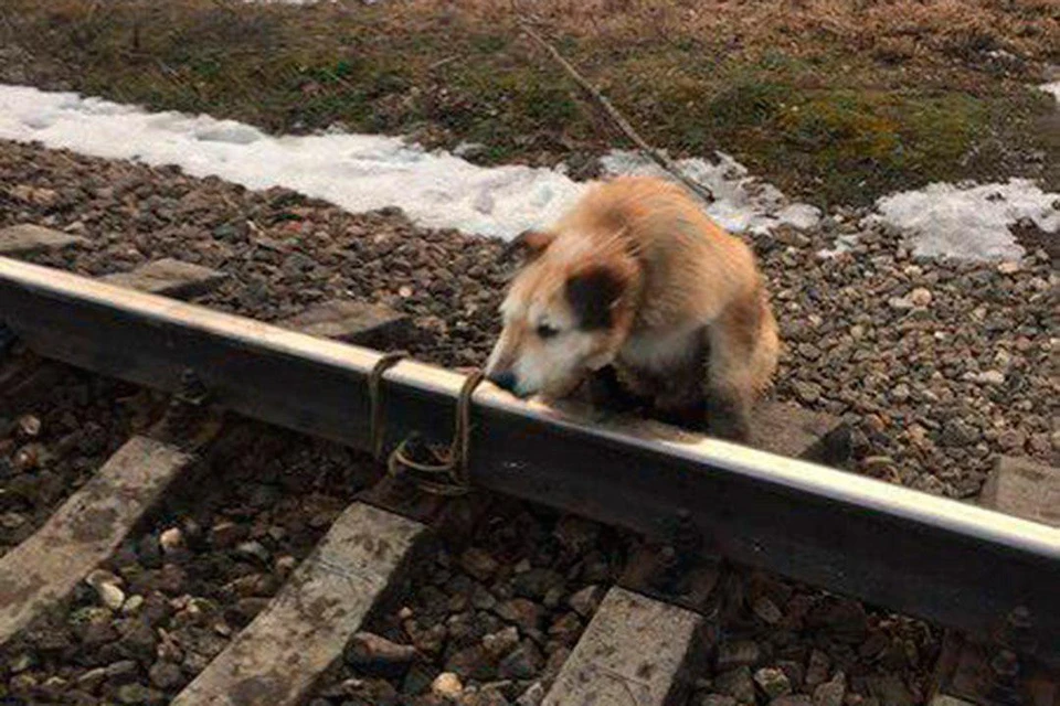 Собаку привязали к железнодорожным путям. Фото: vk.com/club175336494.