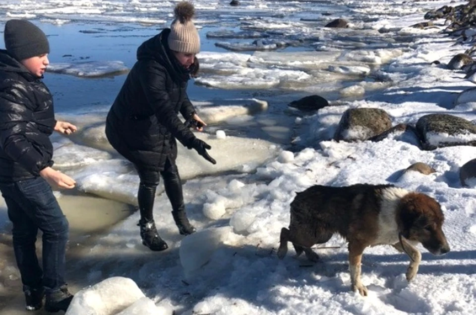 Глеб не испугался и вытащил замерзшую собаку из воды Фото: Народный приют Старый Петергоф