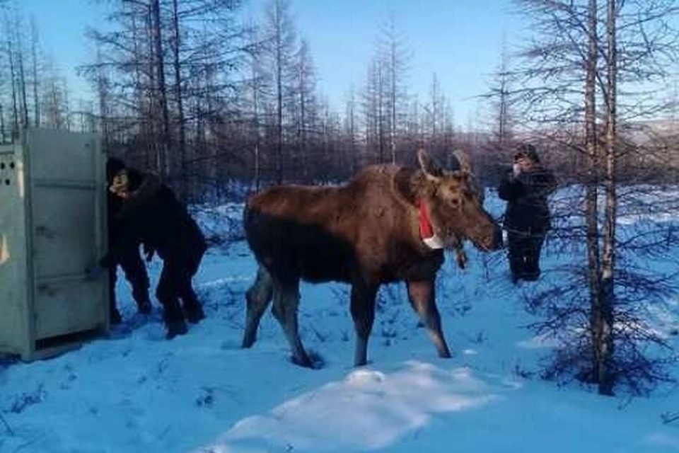 «Переезд» лося организовали специалисты дирекции биоресурсов Минэкологии Якутии.
