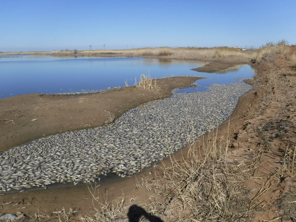 Подобное явление наблюдается на многих астраханских водоемах. Фото: Каспийский филиал ФГБУ «Главрыбвод»