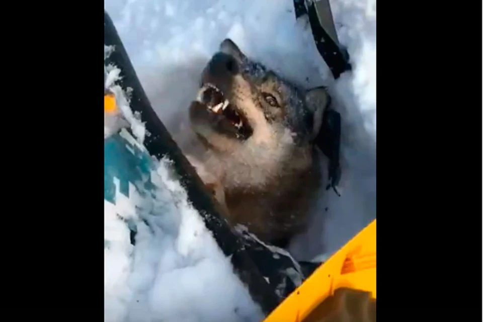 Фото: скриншот видео
