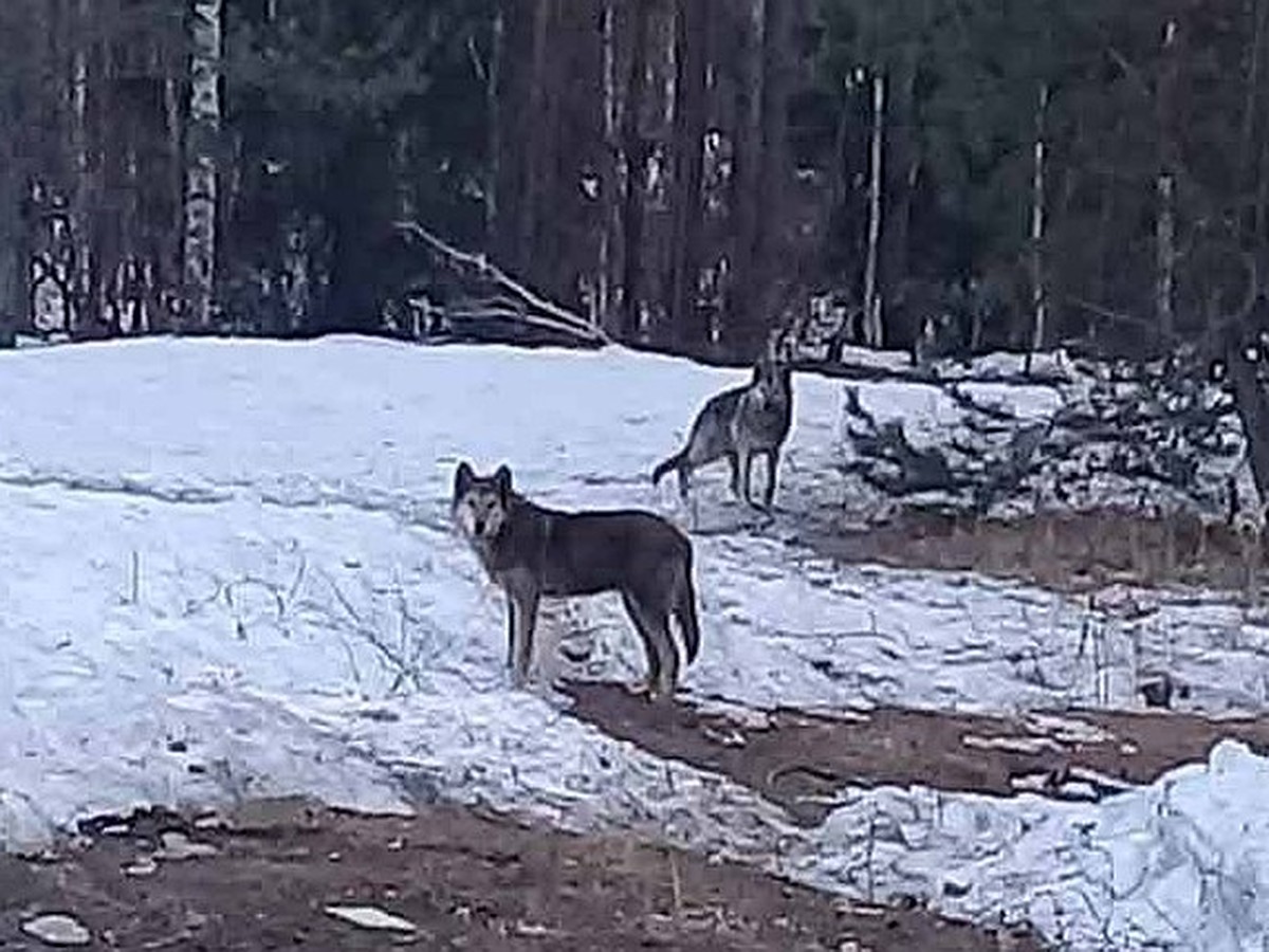 Под Гусь-Хрустальным бродят то ли волки, то ли помесь - KP.RU