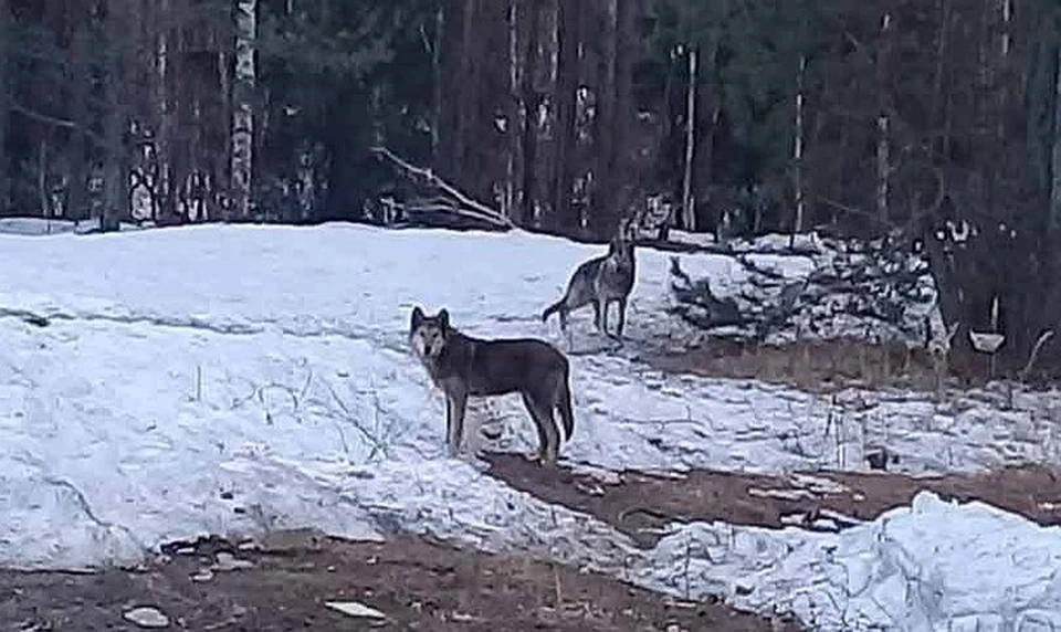 Где бродят волки. Волки во Владимирской области. Волки в Гусь Хрустальном районе 2022.