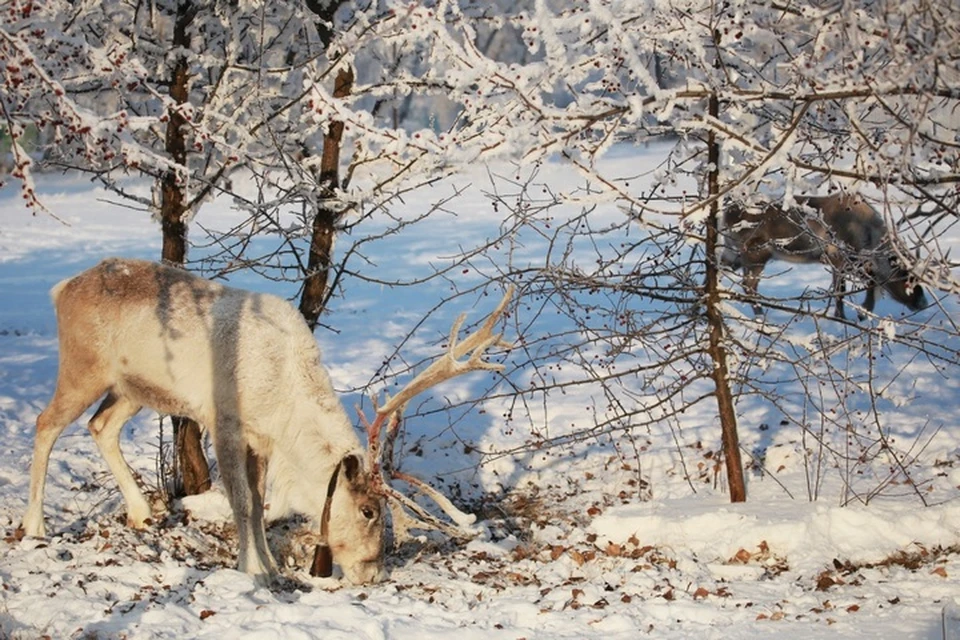 Браконьеры варварски уничтожили стадо краснокнижных оленей в заказнике на Сахалине