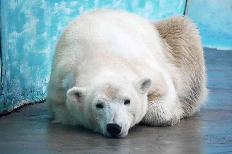 В зоопарк «Лимпопо» переехала белая медведица с непростой судьбой.