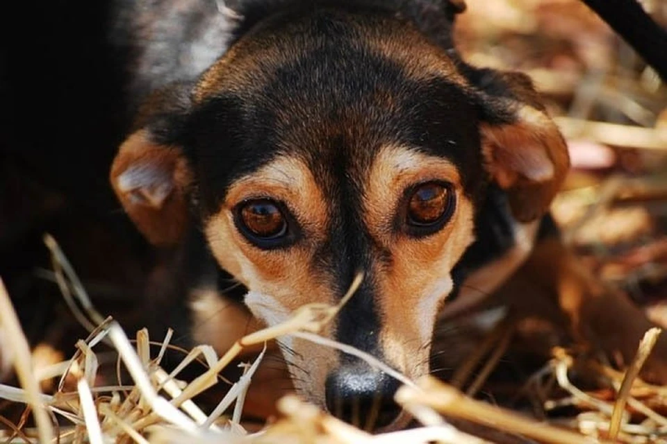 На глазах у ребенка жительница Кузбасса убила щенка. Фото: pixabay.com