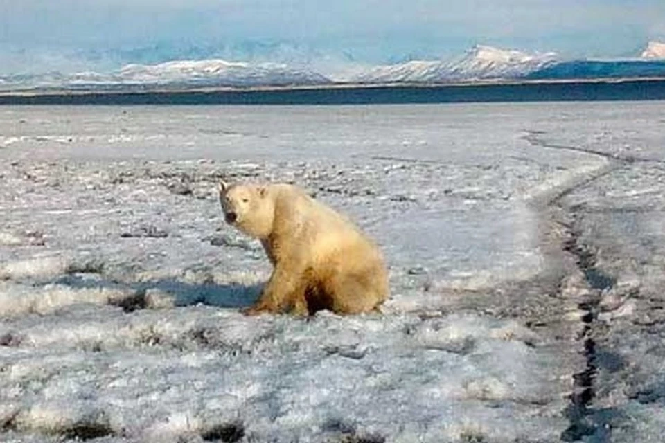 Лучшие специалисты России отправились на спасение белого медведя, приплывшего на льдине на Камчатку