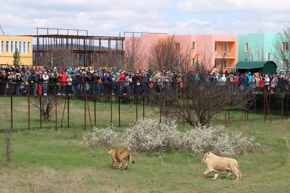 Тысячи людей захотели увидеть, как выпускают львов.