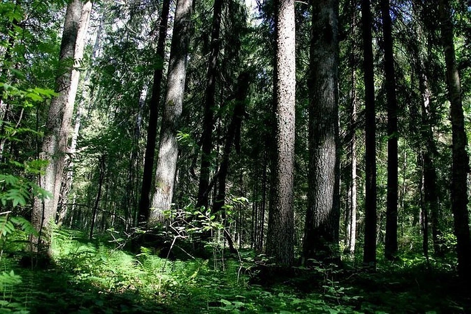В Нижегородской области запустят пилотный проект по космическому мониторингу лесов.