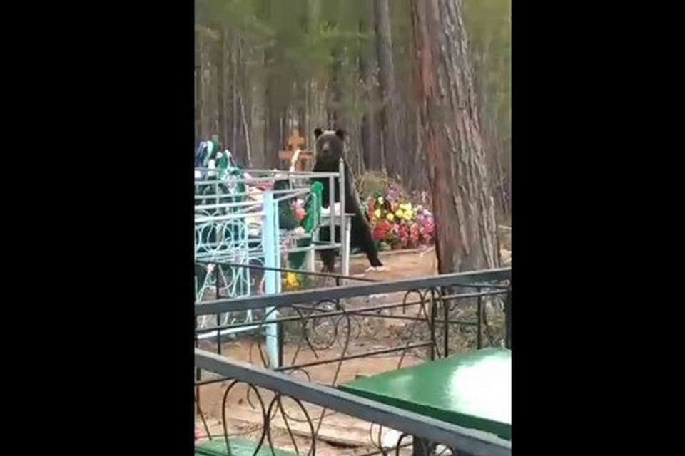 Медведь, который пришел подкрепиться блинами на кладбище под Красноярском, оказался очередным фейком. Стоп-кадр видео