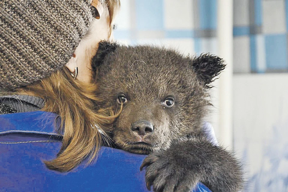 Ребенка-медвежонка назвали Потапом. Фото: Александр Шеметов