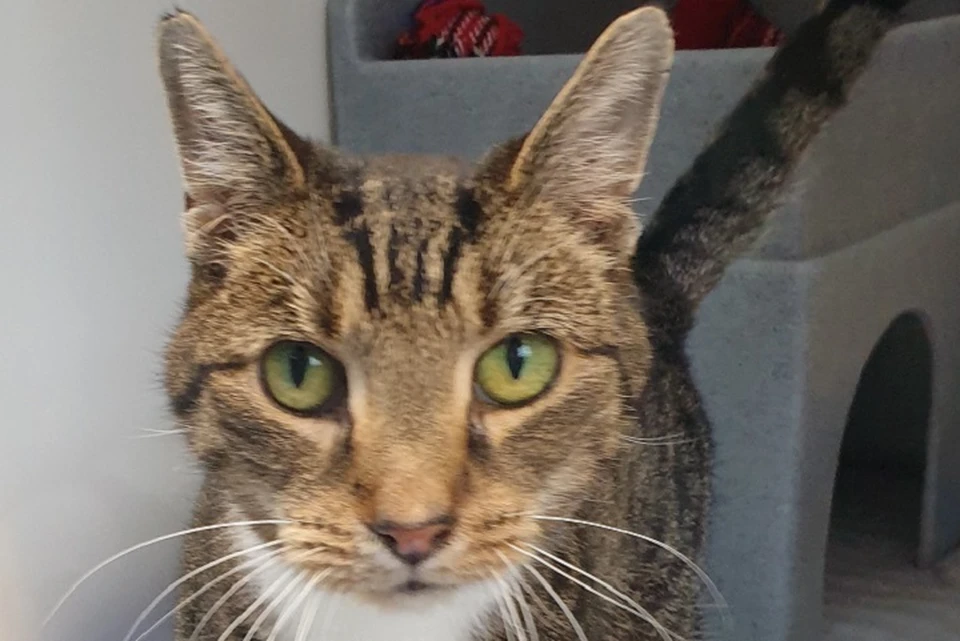Кот Эллиот оказался никому не нужен из-за своего недуга. ФОТО: https://www.cats.org.uk/ncac/news/elliot-is-cat-of-the-month
