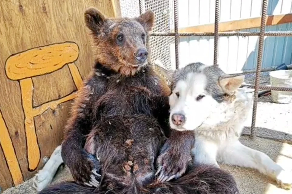Медведица Маня и маламут Барон вместе обживают сибирском зоопарке. Фото: Instagram «Сибирского зоопарка».
