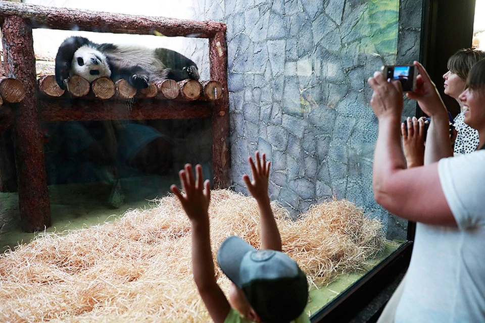 С 7 июня в Московском зоопарке организованы специальные сеансы для посещения павильона “Фауна Китая”, где содержатся панды. Фото Сергей Фадеичев/ТАСС